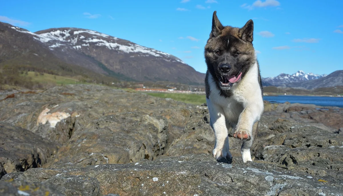 Découvrez la fascinante morphologie de l'akita américain en 2026 !